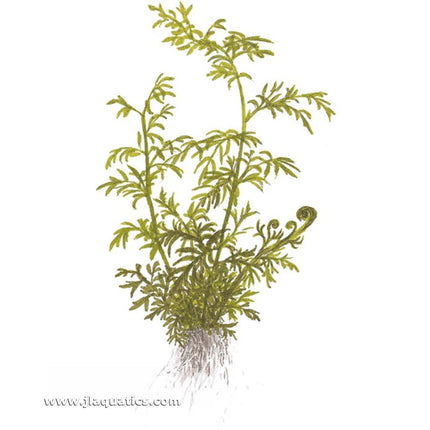 Illustration including root structure of Tropica Ceratopteris thalictroides Potted Plant