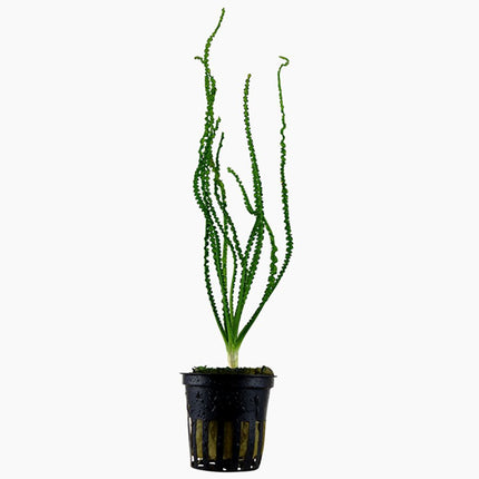 Tropica Crinum calamistratum Potted Plant