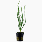 Tropica Crinum calamistratum Potted Plant