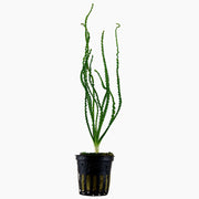 Tropica Crinum calamistratum Potted Plant