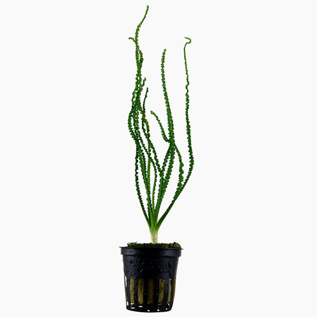 Tropica Crinum calamistratum Potted Plant