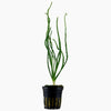 Tropica Crinum calamistratum Potted Plant