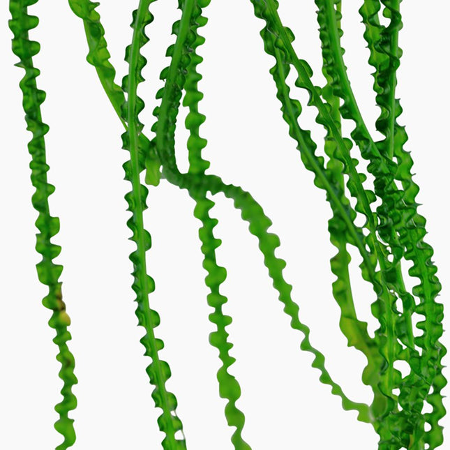 Closeup up view of the Tropica Crinum calamistratum Potted Plant