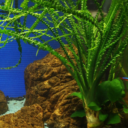 Tropica Crinum calamistratum Potted Plant in the home aquarium.