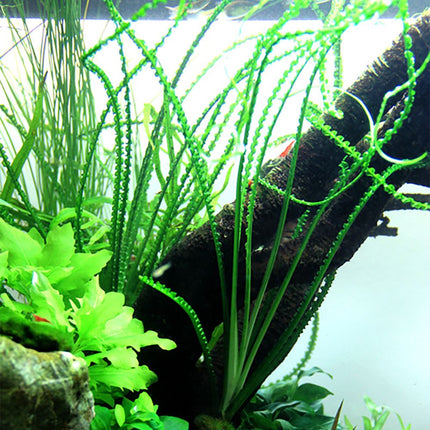 Tropica Crinum calamistratum Potted Plant in a planted home aquarium.