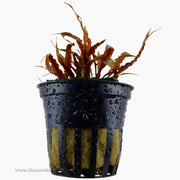 Tropica Cryptocoryne albida (Brown) Potted Plant