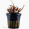 Tropica Cryptocoryne albida (Brown) Potted Plant