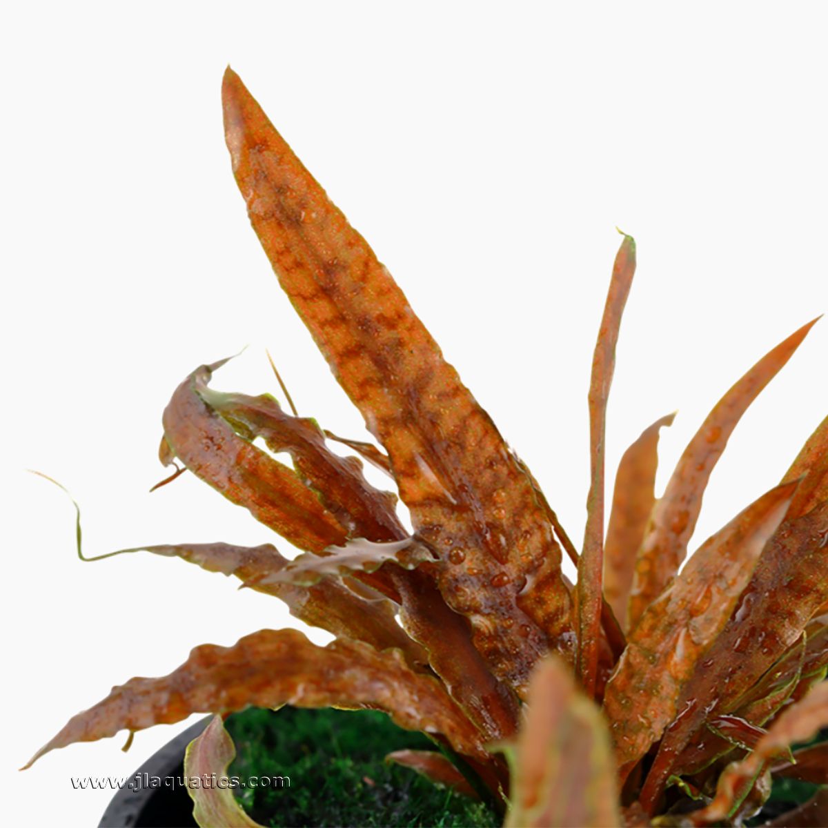 Tropica Cryptocoryne albida (Brown) Potted Plant close-up of leaf 