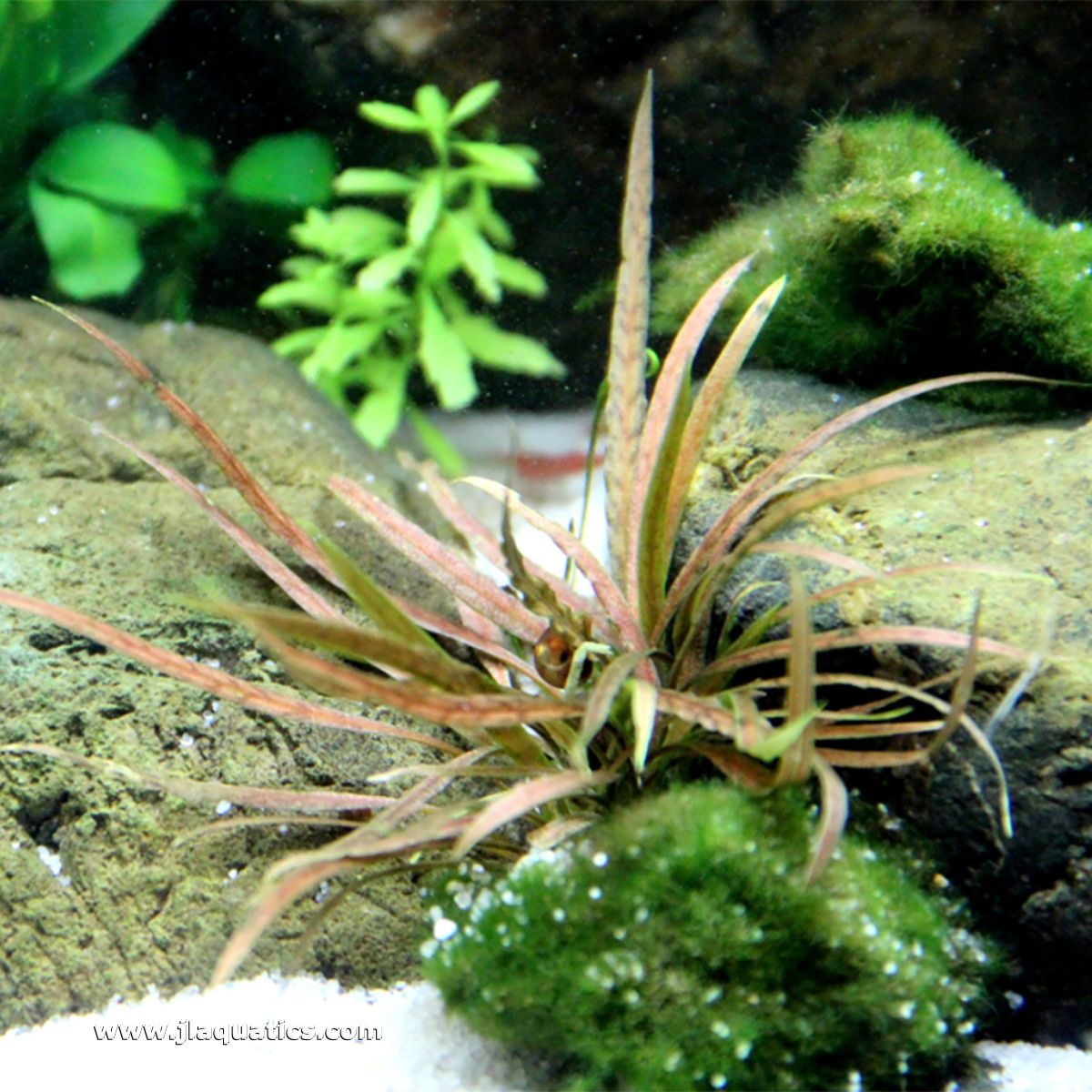 Tropica Cryptocoryne albida (Brown) Potted Plant full plant view in a home aquarium.