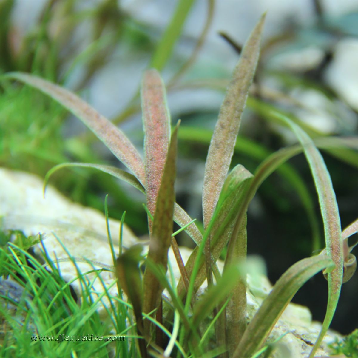 Tropica Cryptocoryne albida (Brown) Potted Plant close-up of this plant in the aquarium.