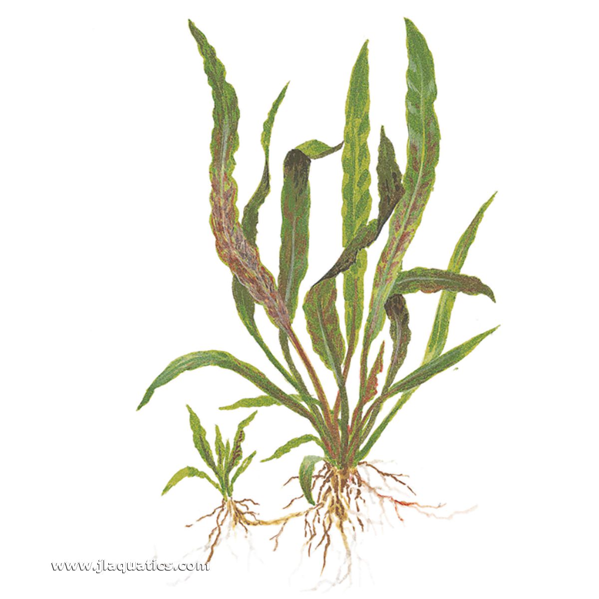 Diagram of the Tropica Cryptocoryne albida (Brown) Potted Plant including root structure.