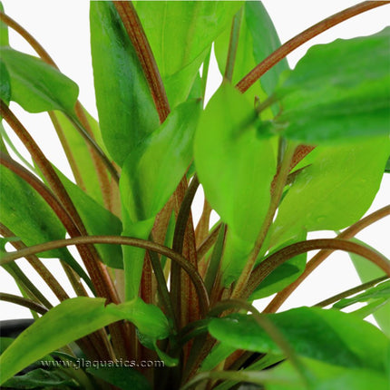 Tropica Cryptocoryne wendtii (Green) close-up of stem color of this aquarium plant.