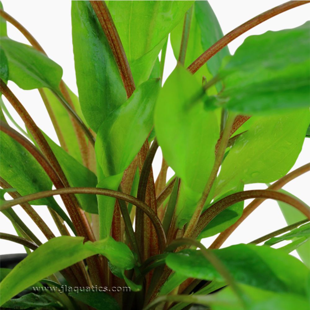 Tropica Cryptocoryne wendtii (Green) close-up of stem color of this aquarium plant.