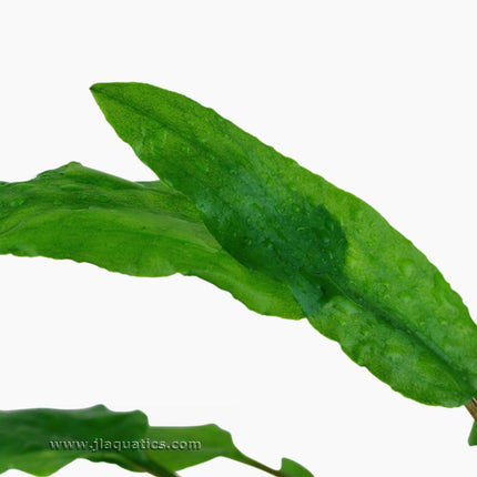 Tropica Cryptocoryne wendtii (Green) close-up of the leaves on this aquarium plant.