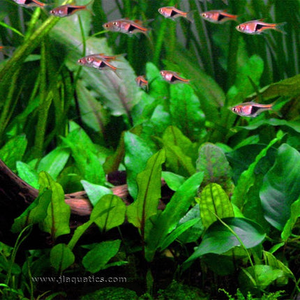 Tropica Cryptocoryne wendtii (Green) planted in a freshwater aquarium.