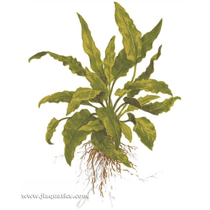 Tropica Cryptocoryne wendtii (Green) diagram including root structure.