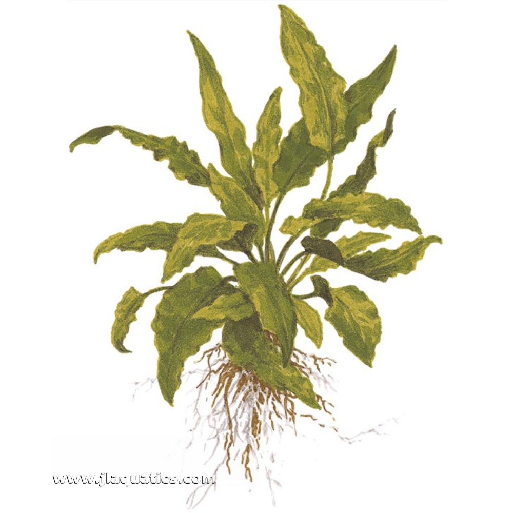 Tropica Cryptocoryne wendtii (Green) diagram including root structure.