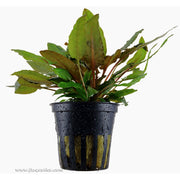 Tropica Cryptocoryne wendtii (Tropica) Potted Plant
