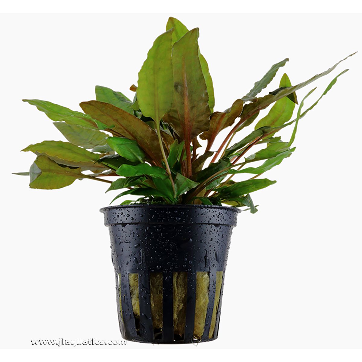 Tropica Cryptocoryne wendtii (Tropica) Potted Plant
