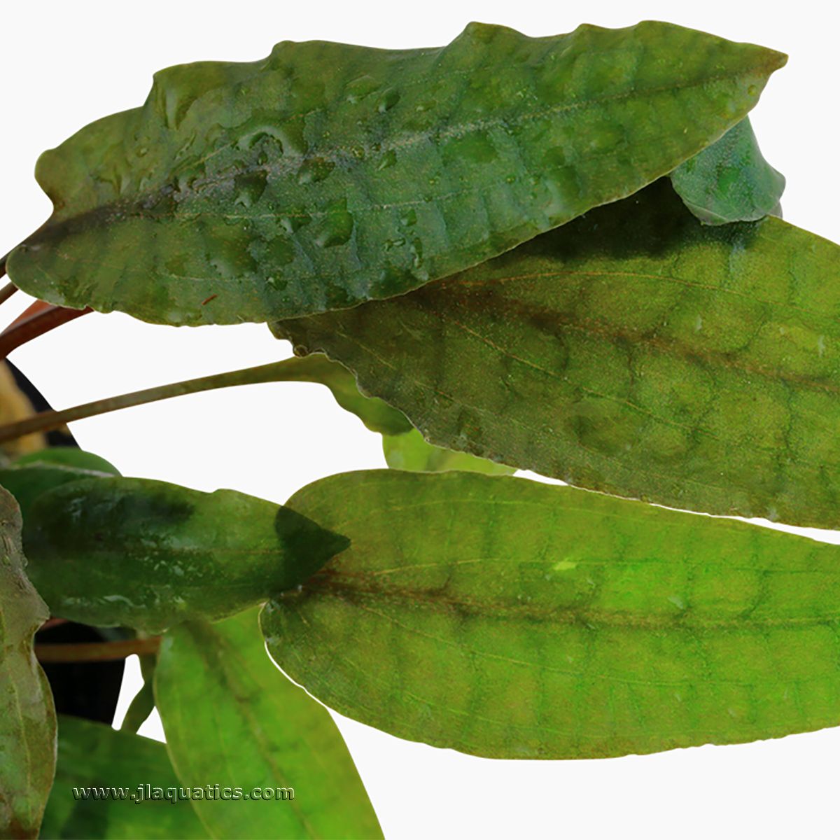 Close up of the leaf of the Tropica Cryptocoryne wendtii (Tropica) Potted Plant