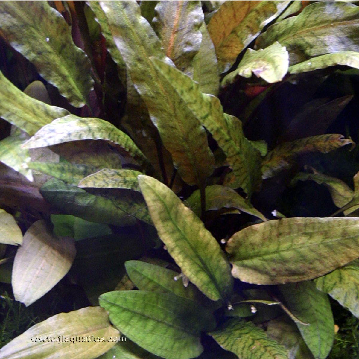 Tropica Cryptocoryne wendtii (Tropica) Potted Plant in a planted aquarium