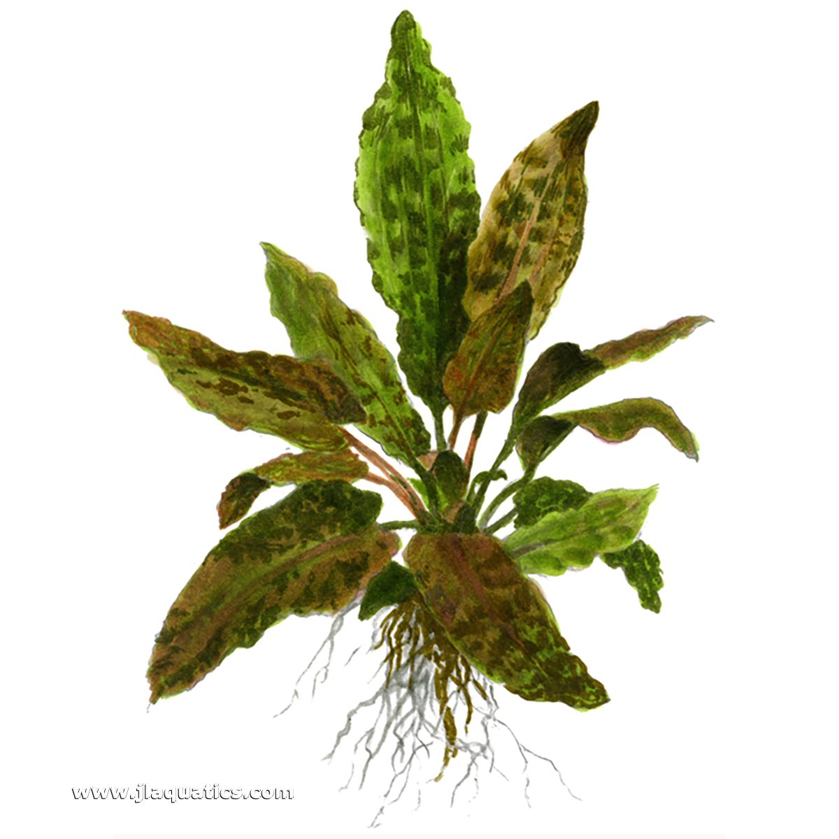 Diagram including the root structure of the Tropica Cryptocoryne wendtii (Tropica) Potted Plant