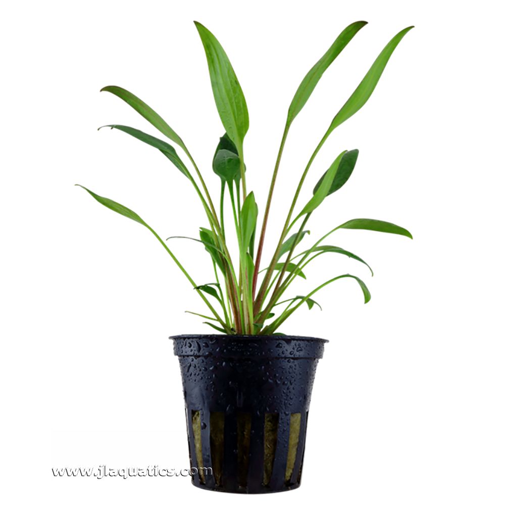 Tropica Cryptocoryne x willisii Potted Plant
