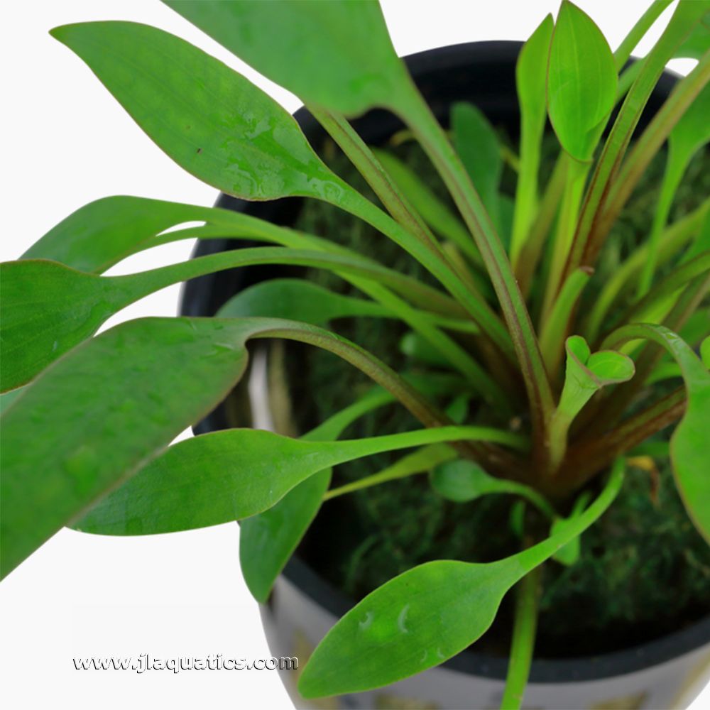 Tropica Cryptocoryne x willisii Potted Plant close-up