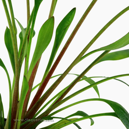 Stem structure and coloration of the Tropica Cryptocoryne x willisii Potted Plant