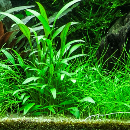 Tropica Cryptocoryne x willisii Potted Plant in a planted aquarium.