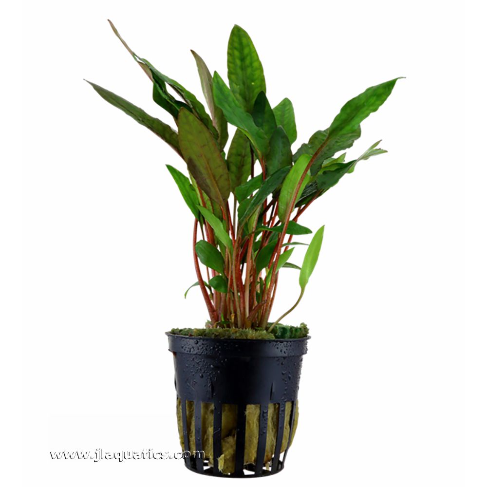 Tropica Crytocoryne beckettii (Petchii) Potted Plant
