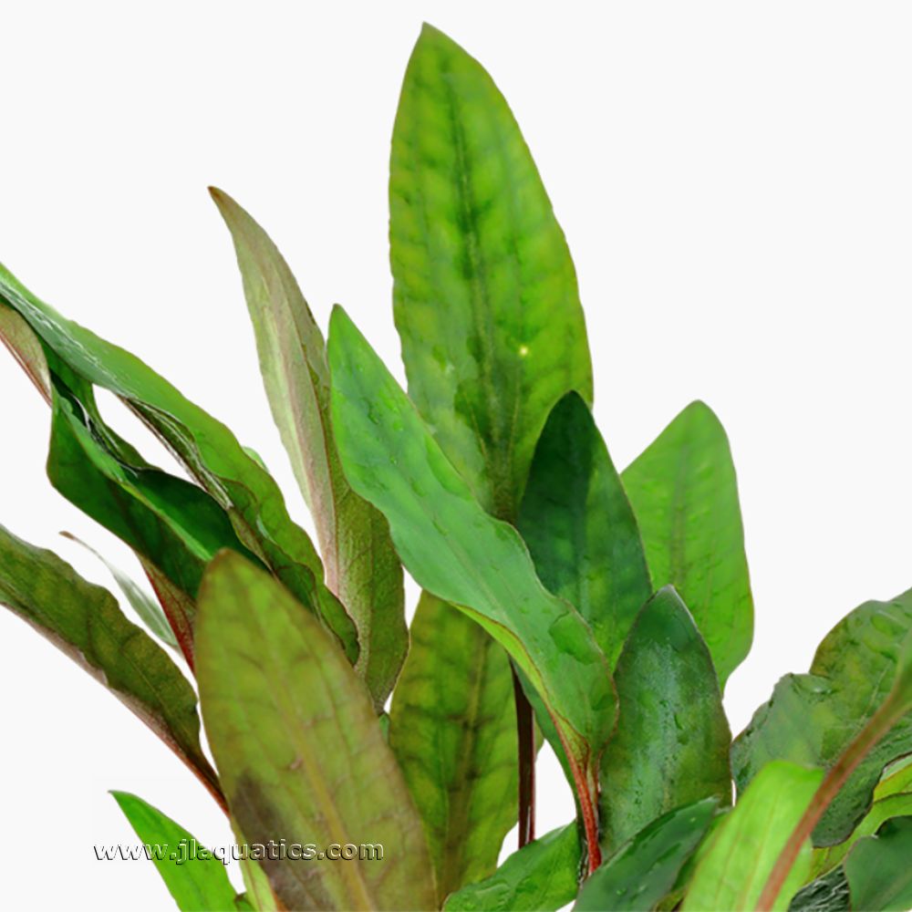 Tropica Crytocoryne beckettii (Petchii) Potted Plant close-up of leaf structure