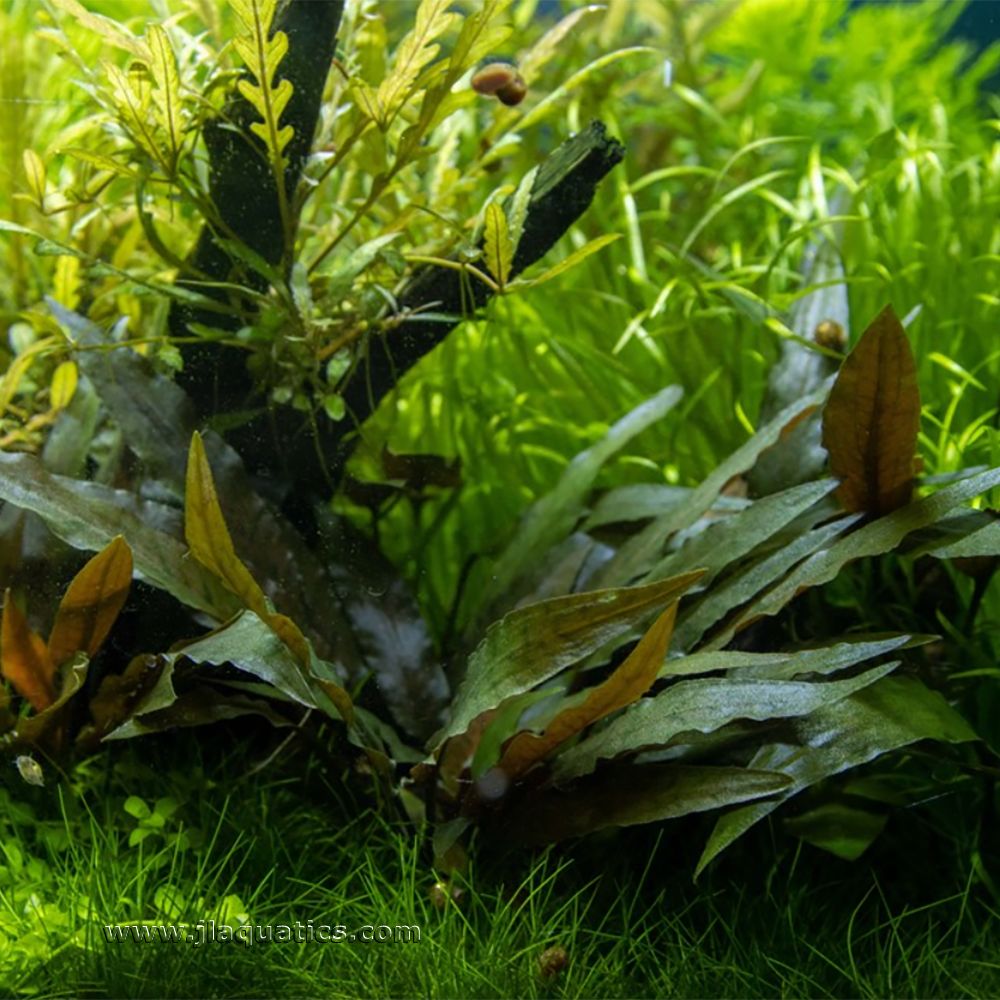 Tropica Crytocoryne beckettii (Petchii) Potted Plant planted in a freshwater aquairum.