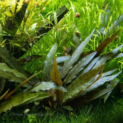 Tropica Crytocoryne beckettii (Petchii) Potted Plant in a planted tank.