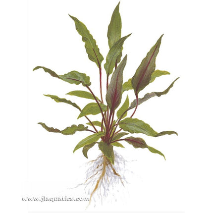 Illustration including root structure of Tropica Crytocoryne beckettii (Petchii) Potted Plant