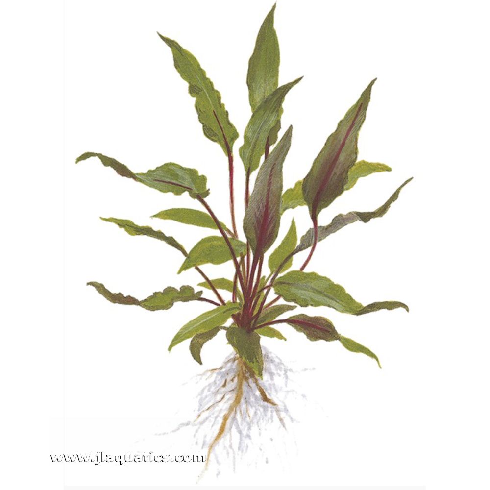 Illustration including root structure of Tropica Crytocoryne beckettii (Petchii) Potted Plant