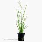 Tropica Cyperus helferi Potted Plant