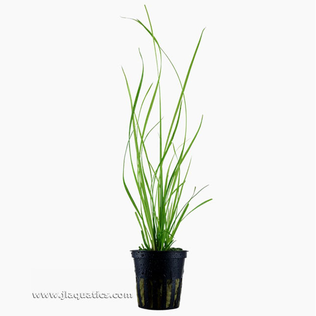 Tropica Cyperus helferi Potted Plant