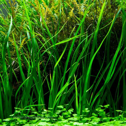 Tropica Cyperus helferi Potted Plant