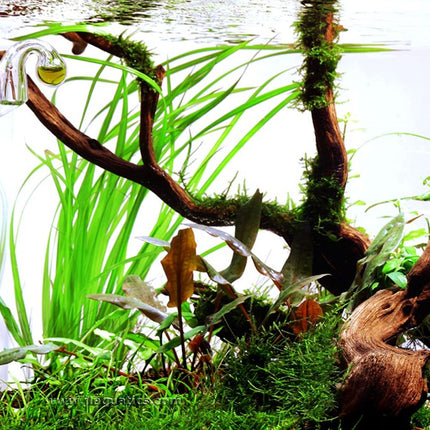Tropica Cyperus helferi Potted Plant