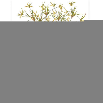 Tropica Cyperus helferi Potted Plant