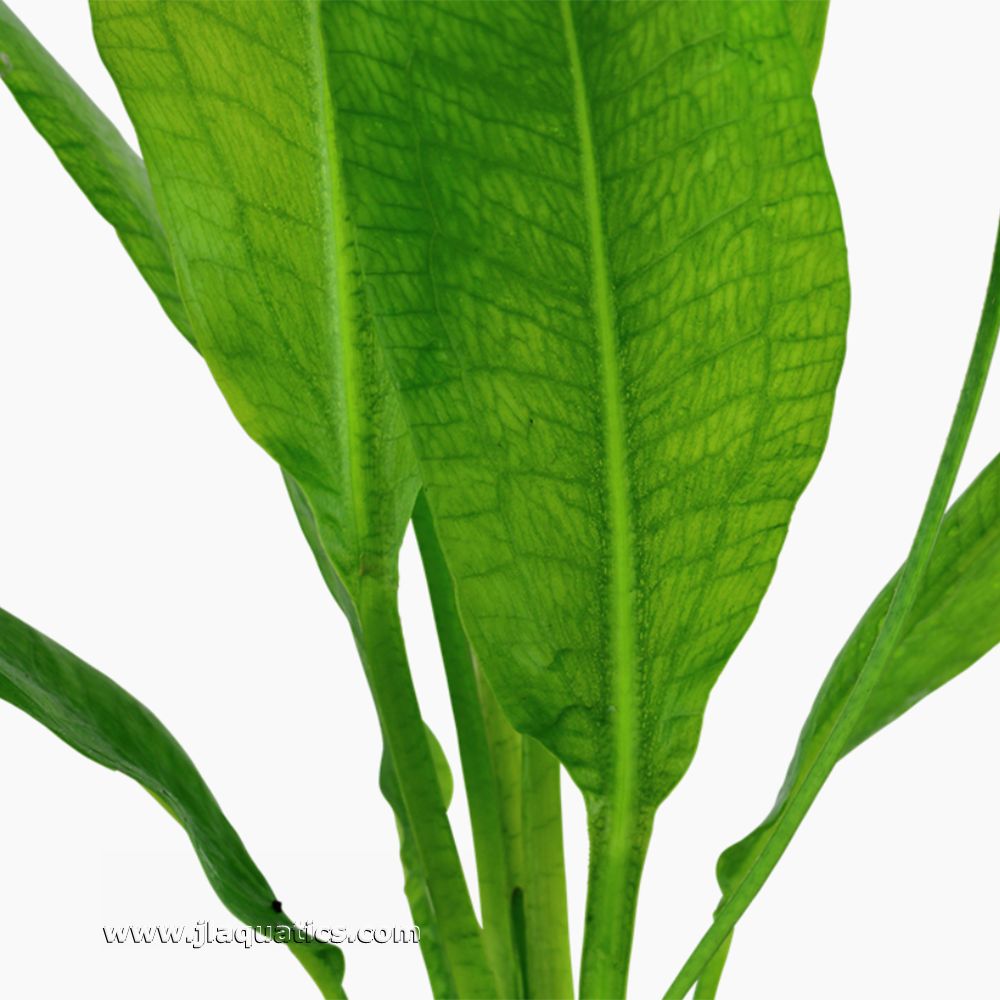 Tropica Echinodorus grisebachii (Bleherae) close-up of leaf structure of this aquarium plant.