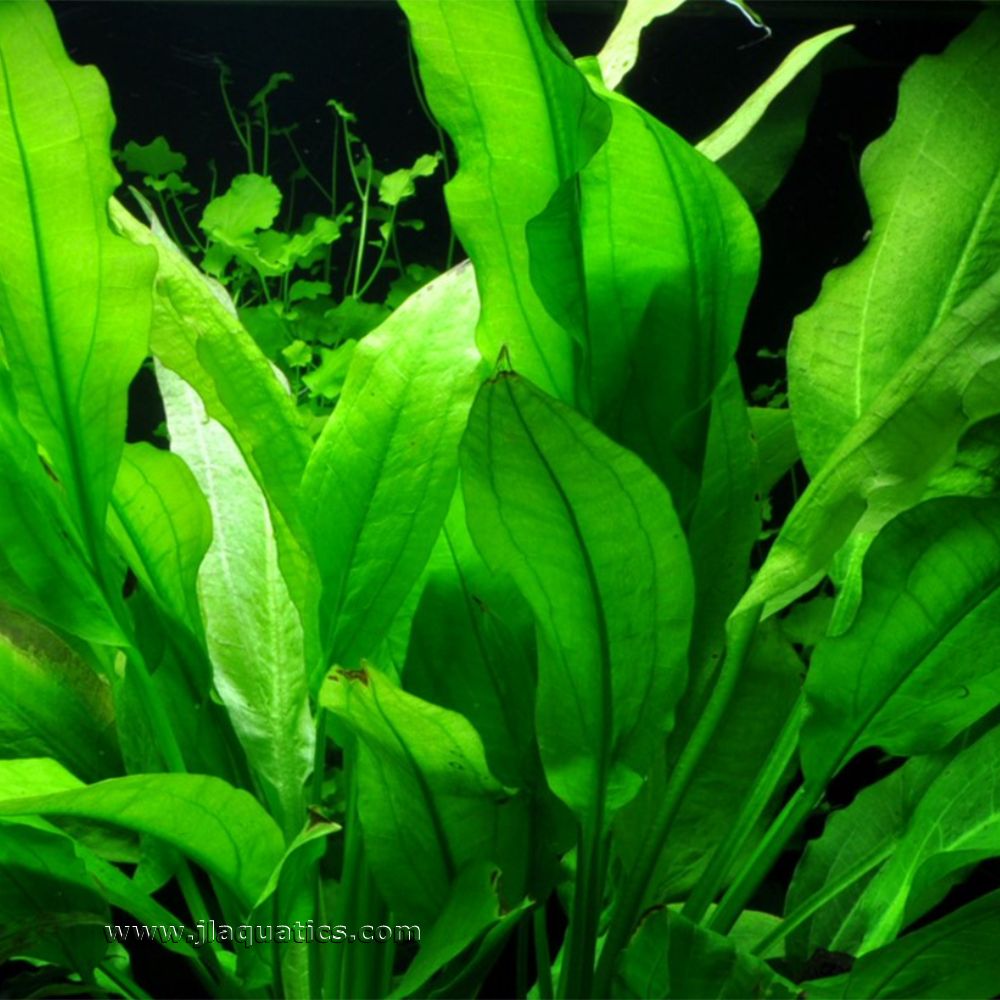 Tropica Echinodorus grisebachii (Bleherae) planted in a freshwater aquarium.