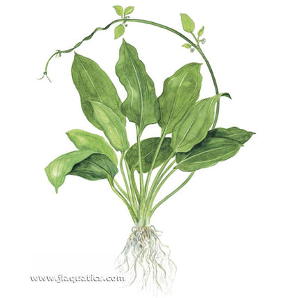 Tropica Echinodorus grisebachii (Bleherae) diagram including root structure
