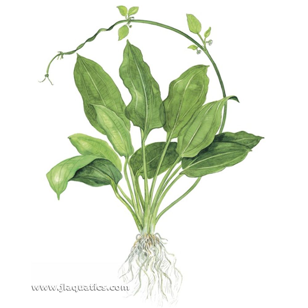 Tropica Echinodorus grisebachii (Bleherae) diagram including root structure