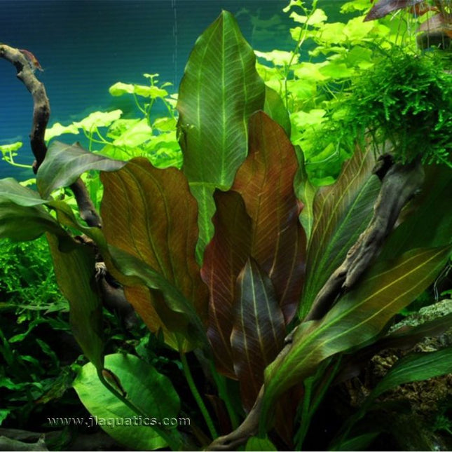 Tropica Echinodorus (Reni) Potted Plant