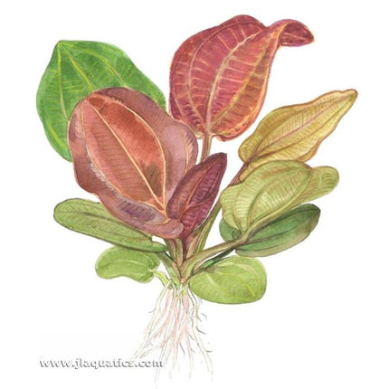 Tropica Echinodorus (Reni) Potted Plant
