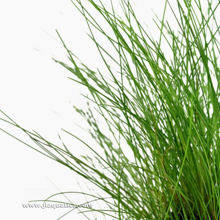 Tropica Eleocharis parvula Potted Planted