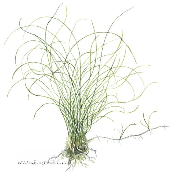 Tropica Eleocharis parvula Potted Planted