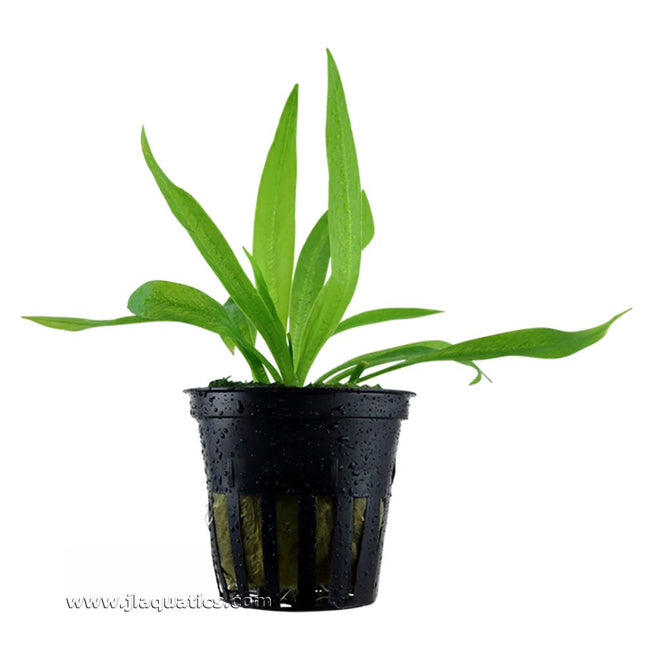 Tropica Helanthium bolivianum (Quadricostatus) Potted Plant